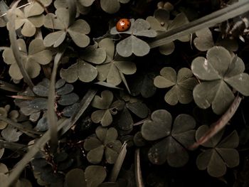 High angle view of leaves on plant during autumn