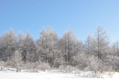 Snow covered trees against clear blue sky