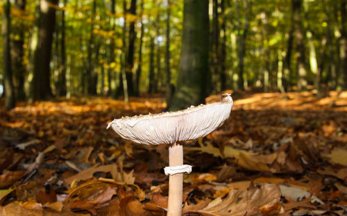 Close-up of mushroom growing on field