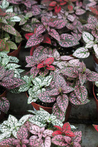 Close-up of purple flowering plants