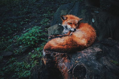 Fox sitting on tree trunk in forest