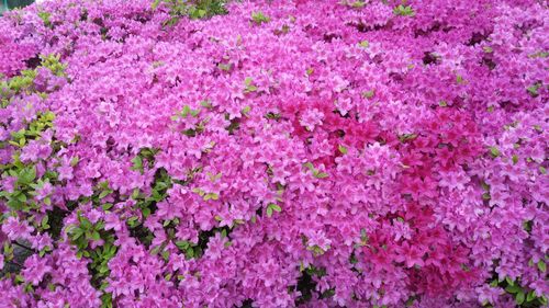 Full frame shot of pink flowering plants