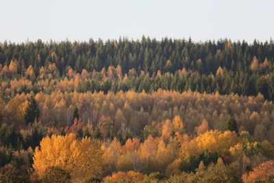 Trees in forest against sky