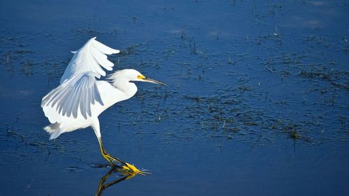 White heron on lake