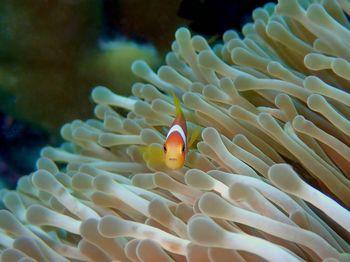 Baby clownfish nemo