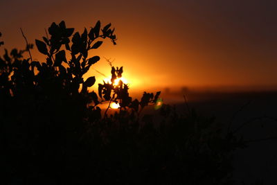 Close-up of silhouette plants against sky during sunset