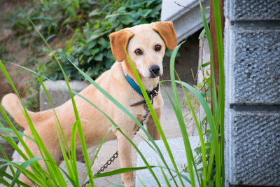 Portrait of puppy on grass