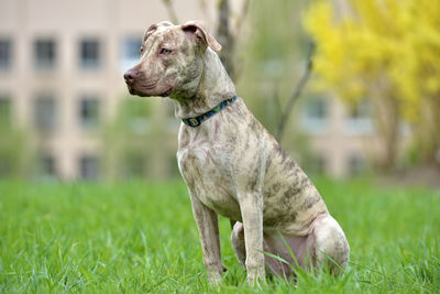 Close-up of a dog on field