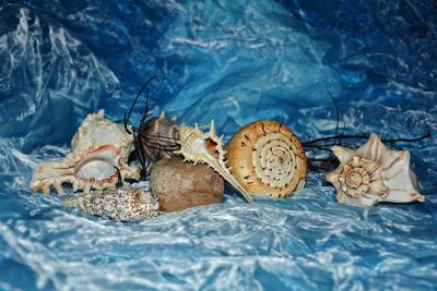 View of many shells  on blue background with copy space 