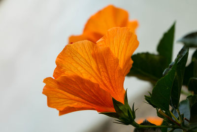 Close-up of orange flowering plant