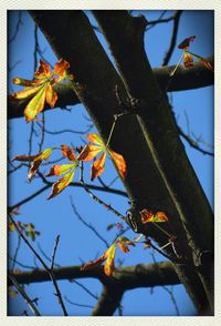 Low angle view of flower tree