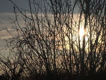 Low angle view of silhouette bare trees against sky during sunset