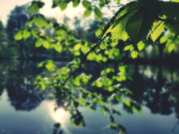 Close-up of fresh green leaves