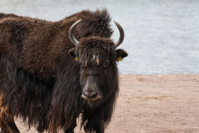 Horse standing in a field