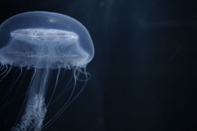 Close-up of jellyfish swimming in sea