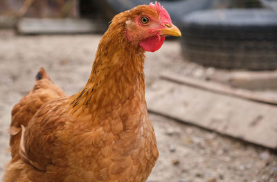 Close-up of a bird