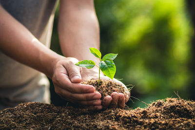 Cropped hand holding sapling over field