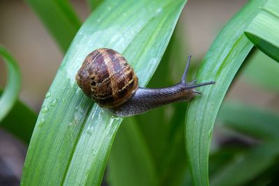 Close-up of snail on plant