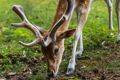 Deer in a field