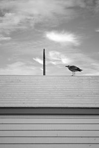 Side view of a bird on wall against the sky