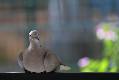 Close-up of bird perching on a wall