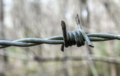 Close-up of barbed wire fence