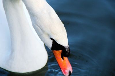 Close-up of swan swimming in lake