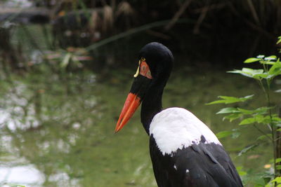 Close-up of a saddle billed stork bird