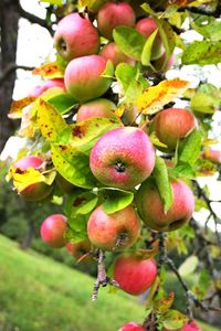 Close-up of fruits on tree