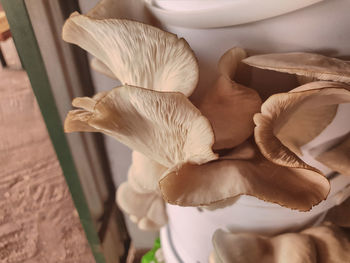 High angle view of mushrooms on table