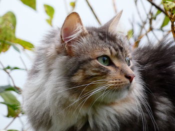 Close-up of cat looking away