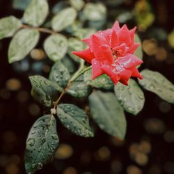 Close-up of red rose flower