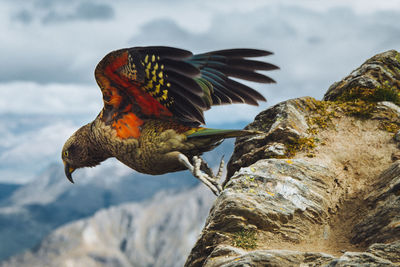 Low angle view of bird perching on tree against sky