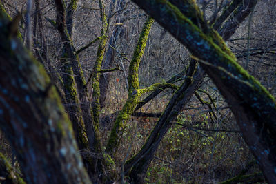 Close-up of tree trunk