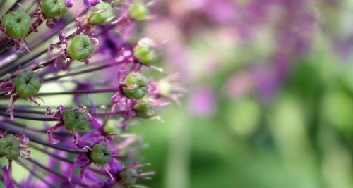 Close-up of purple flowers blooming outdoors