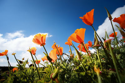 Close-up of orange flowering plants on field against sky