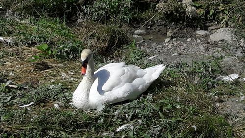 High angle view of swan swimming on grass