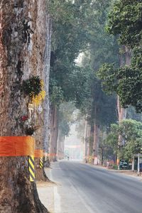 Road by trees in city