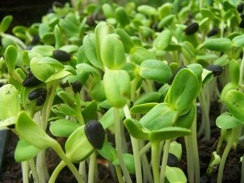 High angle view of succulent plant on field