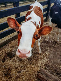 High angle view of cow in pen