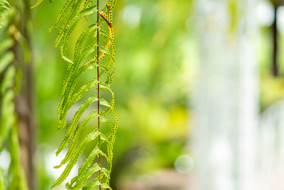 Close-up of fresh green plant