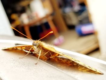 Close-up of insect on table