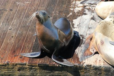 High angle view of seal on wet pier