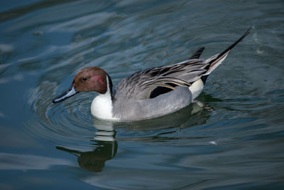 A northern pintail