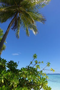 Palm tree against clear blue sky