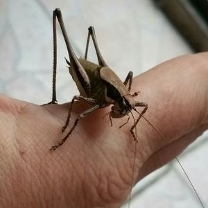 Close-up of insect on finger