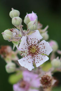 Close-up of white flowering plant