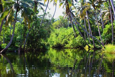 Scenic view of lake amidst trees in forest