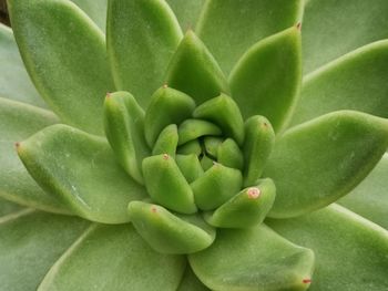 Full frame shot of succulent plant