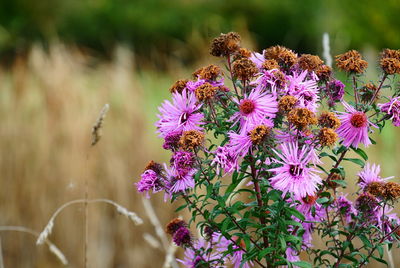 Close-up of purple flowering plant on field